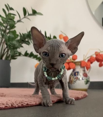 Elf-Sphynx und Canadian Sphynx Kitten abzugeben