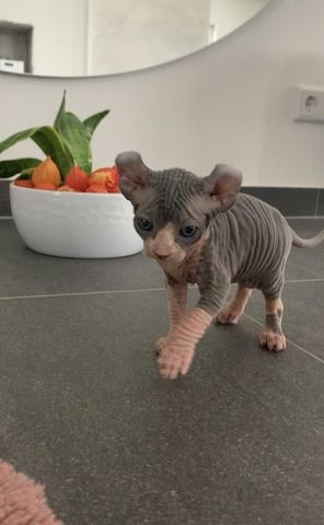 Elf-Sphynx und Canadian Sphynx Kitten abzugeben