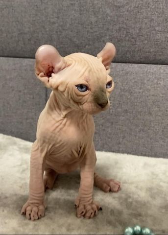 Elf-Sphynx und Canadian Sphynx Kitten abzugeben