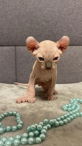 Elf-Sphynx und Canadian Sphynx Kitten abzugeben