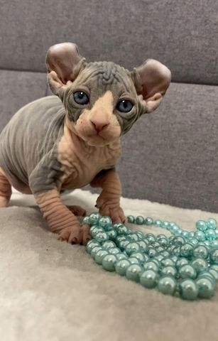 Elf-Sphynx und Canadian Sphynx Kitten abzugeben