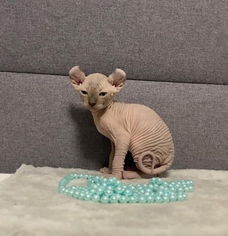 Elf-Sphynx und Canadian Sphynx Kitten abzugeben