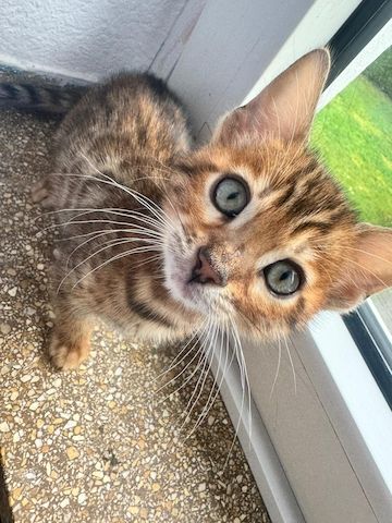 Reinrassige Bengal-Kitten