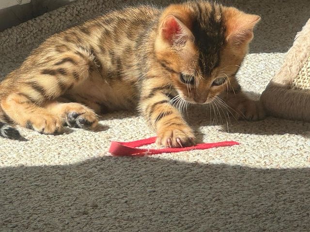 Reinrassige Bengal-Kitten