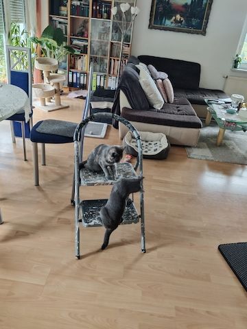 Russisch Blau/ Perser suchen ein neues Zuhause