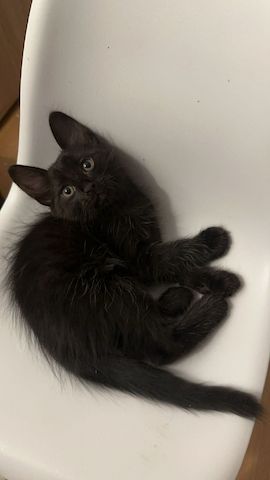 Baby katzen