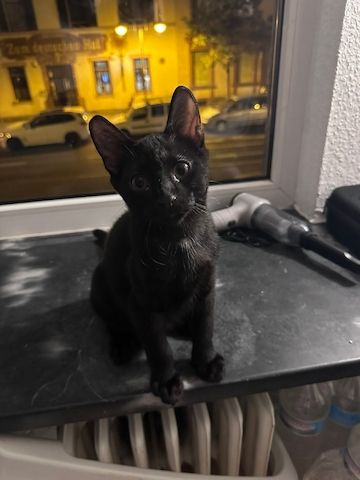 Baby katzen