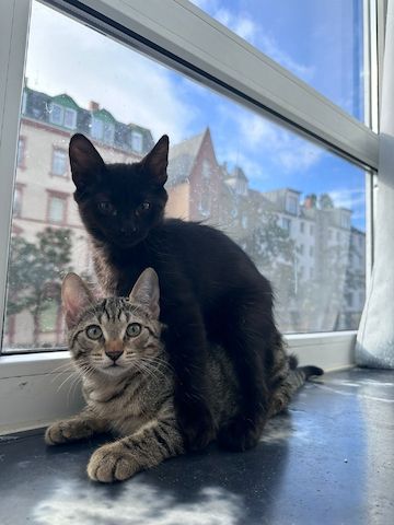 Baby katzen