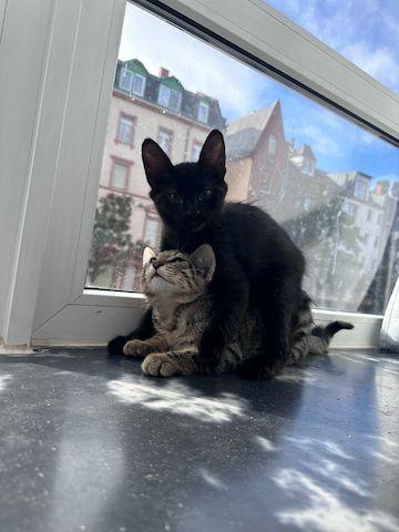Baby katzen