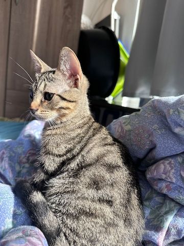 Baby katzen