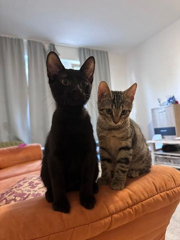 Baby katzen