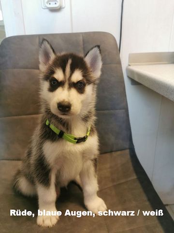 5 reinrassige Siberian Huskies suchen ein neues Zuhause