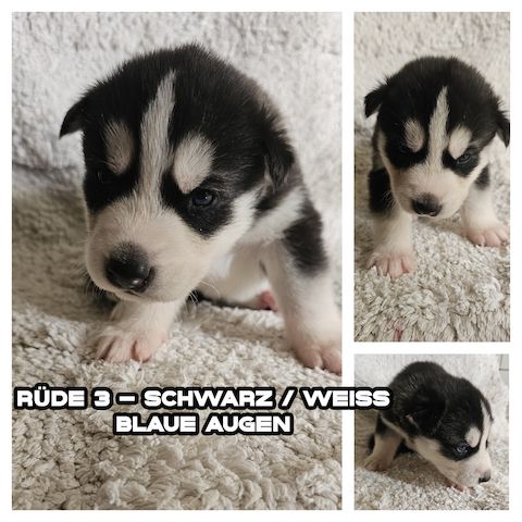 5 reinrassige Siberian Huskies suchen ein neues Zuhause