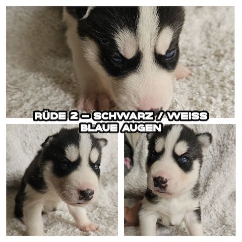5 reinrassige Siberian Huskies suchen ein neues Zuhause