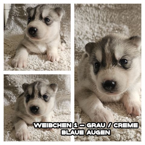 5 reinrassige Siberian Huskies suchen ein neues Zuhause