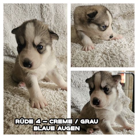 5 reinrassige Siberian Huskies suchen ein neues Zuhause