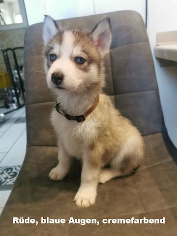 5 reinrassige Siberian Huskies suchen ein neues Zuhause
