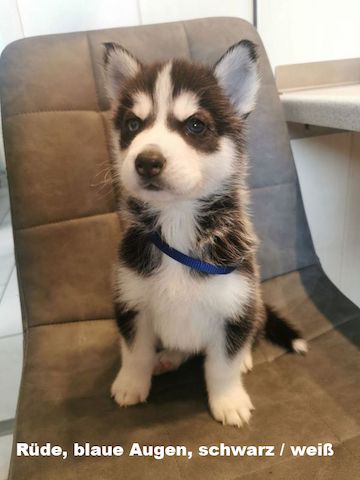 5 reinrassige Siberian Huskies suchen ein neues Zuhause