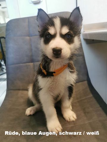 5 reinrassige Siberian Huskies suchen ein neues Zuhause