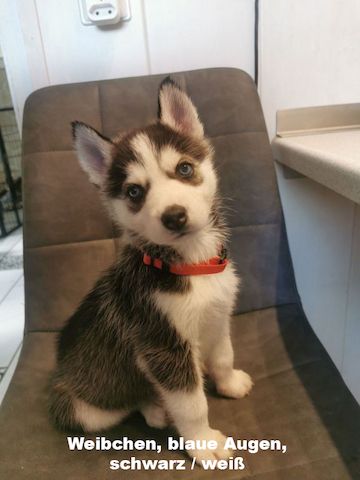 5 reinrassige Siberian Huskies suchen ein neues Zuhause