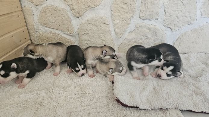 5 reinrassige Siberian Huskies suchen ein neues Zuhause