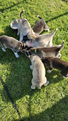 5 reinrassige Siberian Huskies suchen ein neues Zuhause