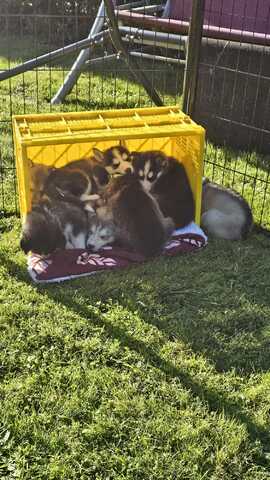 5 reinrassige Siberian Huskies suchen ein neues Zuhause