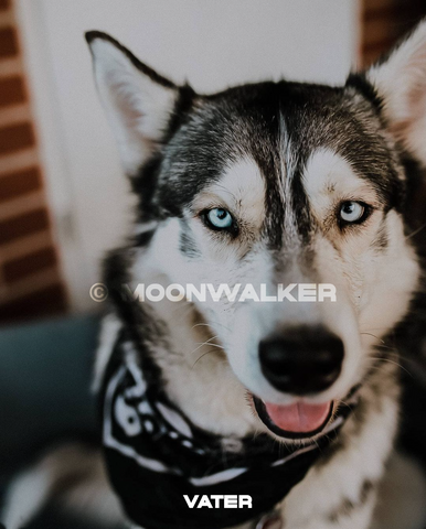 5 reinrassige Siberian Huskies suchen ein neues Zuhause