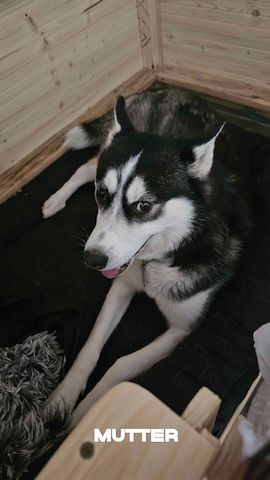 5 reinrassige Siberian Huskies suchen ein neues Zuhause
