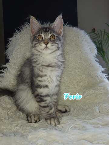 Maine Coon Kitten mit Ahnentafel suchen ab sofort...