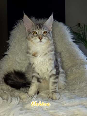 Maine Coon Kitten mit Ahnentafel suchen ab sofort...