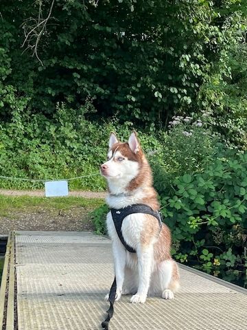 Pomsky zu Verkaufen