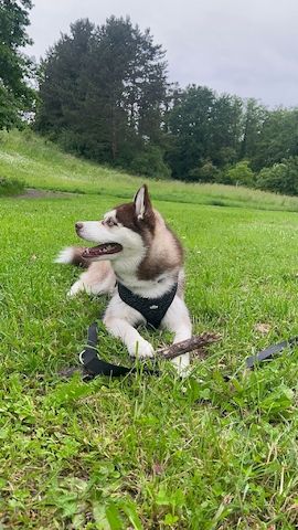 Pomsky zu Verkaufen