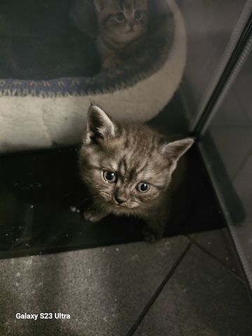 Bkh /blh kitten