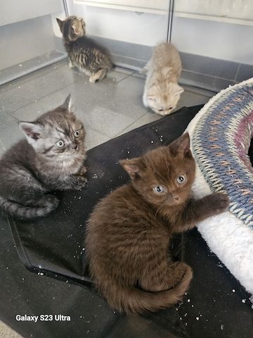 Bkh /blh kitten