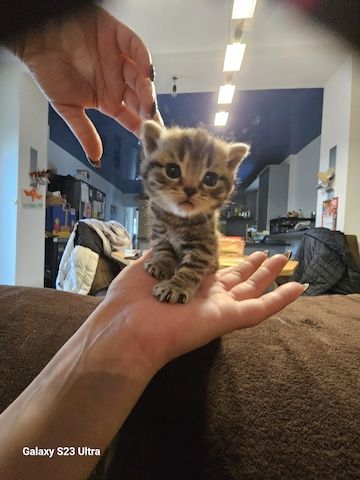 Bkh /blh kitten