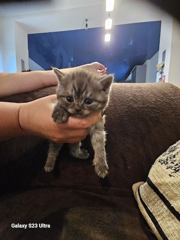 Bkh /blh kitten