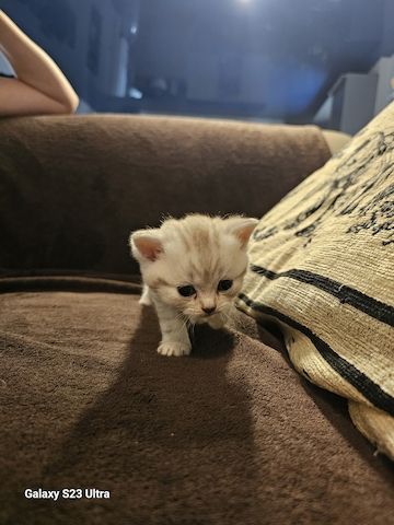 Bkh /blh kitten