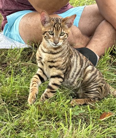 Toyger Kätzchen