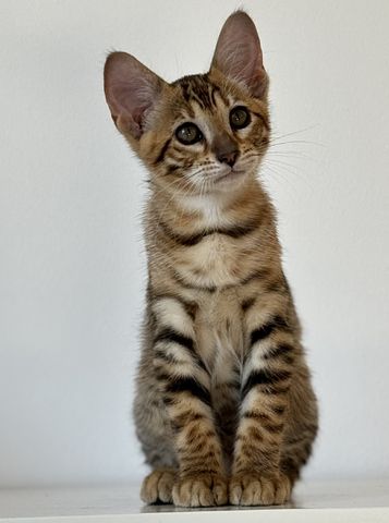Toyger Kätzchen