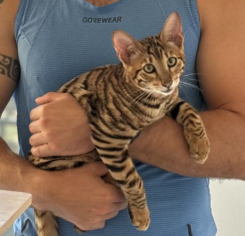 Toyger Kätzchen