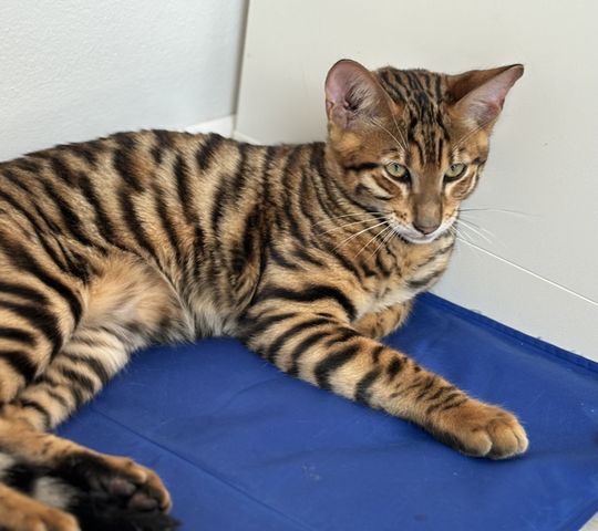 Toyger Kätzchen