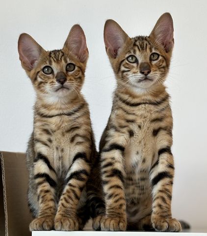Toyger Kätzchen