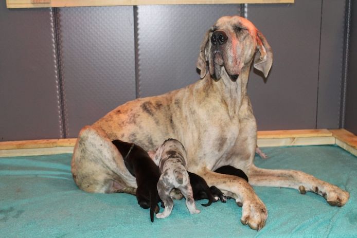 Deutsche Dogge