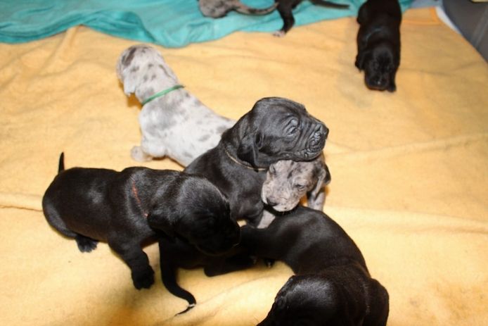 Deutsche Dogge