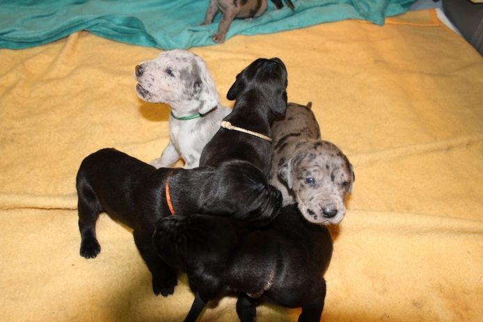 Deutsche Dogge
