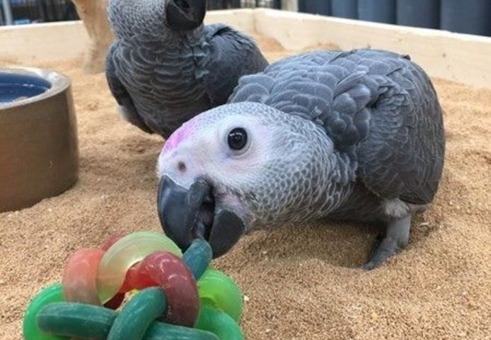 Schöne Graupapageien