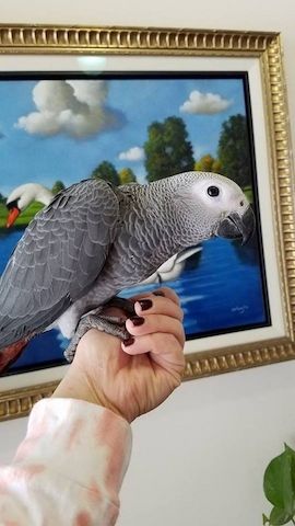 Grau Papageien