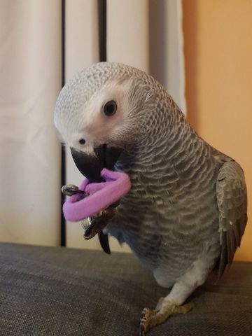 Süße Papageien zur Adoption