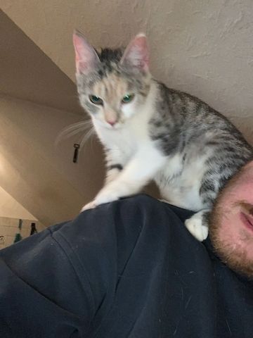 Dringend: Liebevolle Katze sucht neues Zuhause ( Schutzgebühr 180 VB